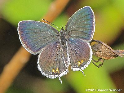 Eastern Tailed-Blue